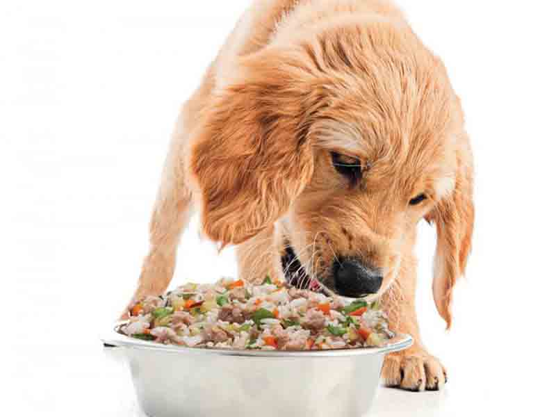 Which food can camouflage the taste of the Himpyrin syrup for dogs?